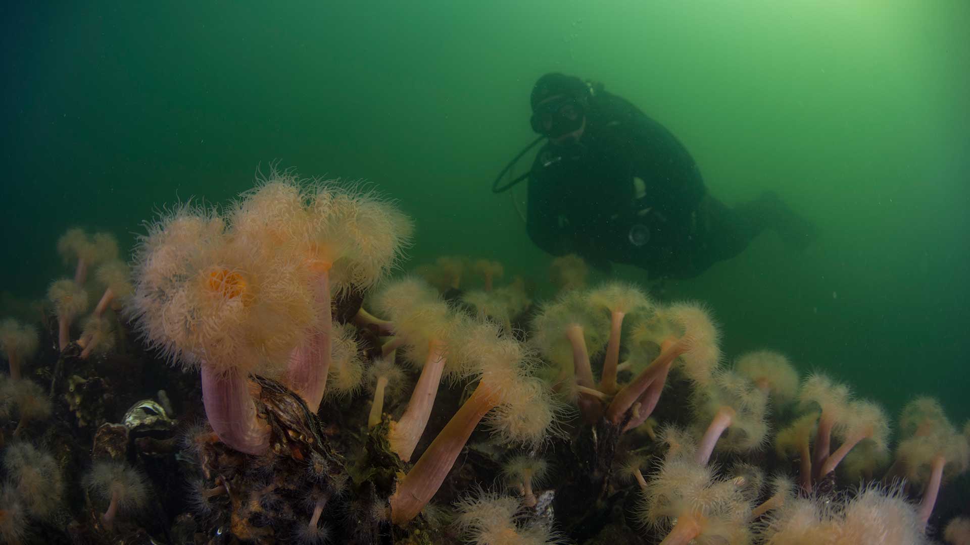 Diver among anemones in Zeeland waters