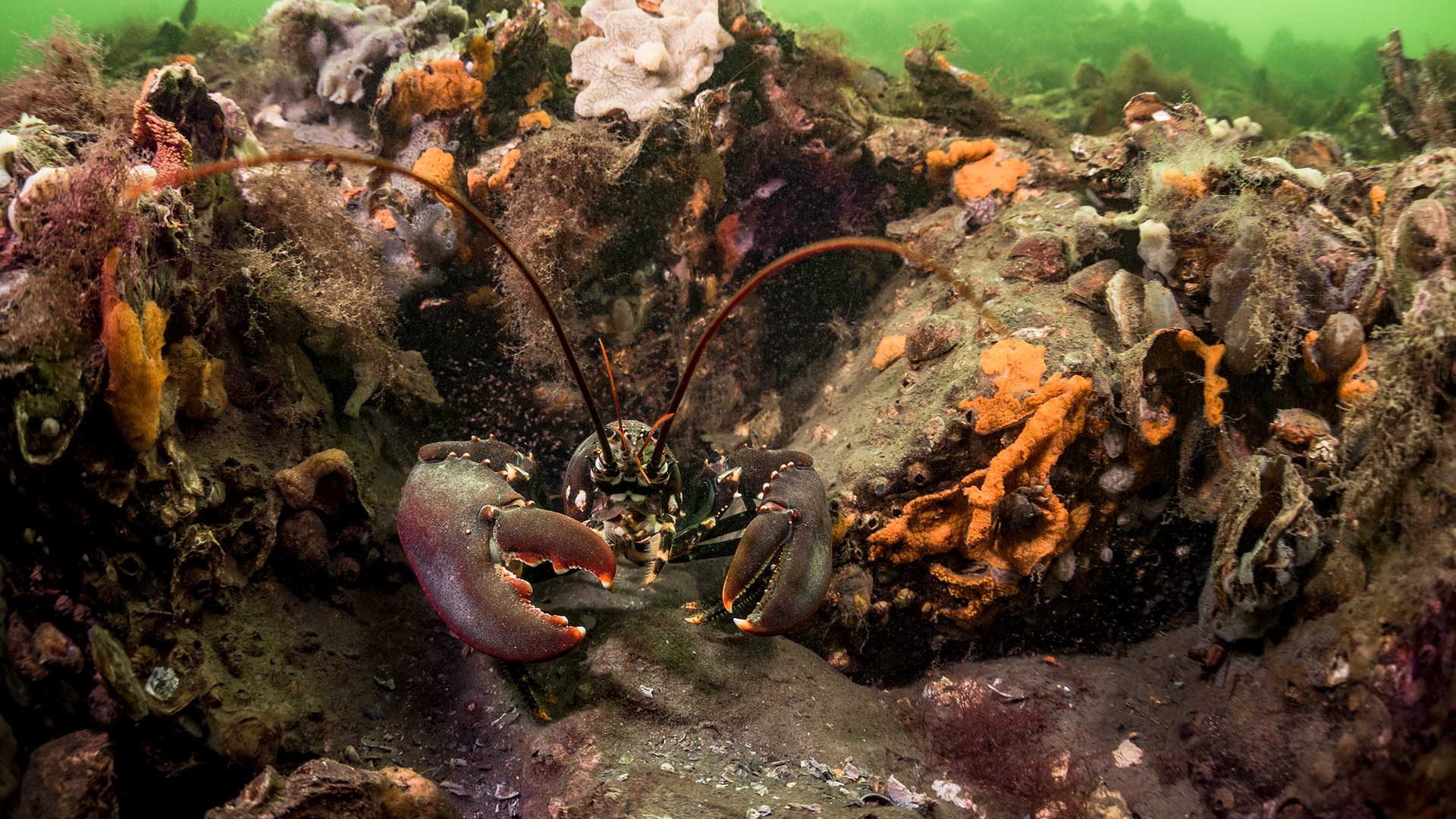 European lobster in the Grevelingenmeer